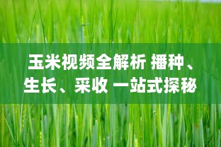 玉米视频全解析 播种、生长、采收 一站式探秘玉米的奇妙旅程，带你领略农业的魅力