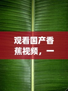 观看国产香蕉视频，一窥我国热带摇钱树的种植与生产全过程 v6.6.7下载