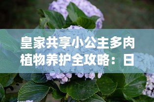 皇家共享小公主多肉植物养护全攻略：日常管理、浇水技巧和养殖环境详细介绍