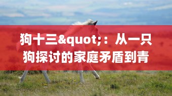 狗十三"：从一只狗探讨的家庭矛盾到青少年成长的社会现实，对中华传统文化的深度解读