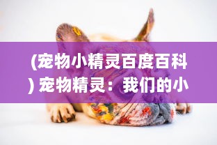 (宠物小精灵百度百科) 宠物精灵：我们的小小世界中带来无尽欢乐和治愈的神奇生物