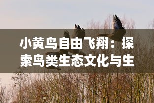 小黄鸟自由飞翔：探索鸟类生态文化与生活乐趣的品质生活之旅 v7.5.4下载