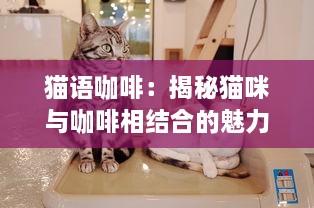 猫语咖啡：揭秘猫咪与咖啡相结合的魅力，现代人的全新休闲消费文化典范