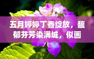 五月婷婷丁香绽放，馥郁芬芳染满城，似画似梦的紫色浪漫 v5.4.9下载