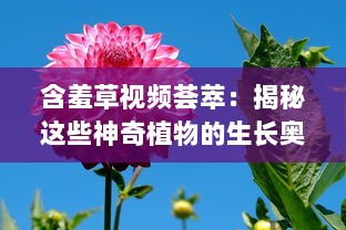 含羞草视频荟萃：揭秘这些神奇植物的生长奥秘 观察与记录，见证含羞草独特的自我保护机制 v0.1.4下载