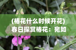 (椿花什么时候开花) 春日探赏椿花：宛如红烛点点，描绘出生命的讴歌与繁华盛景