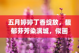 五月婷婷丁香绽放，馥郁芬芳染满城，似画似梦的紫色浪漫 v0.7.2下载