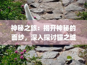 神秘之旅：揭开神秘的面纱，深入探讨猫之城的秘密和它们的神奇力量