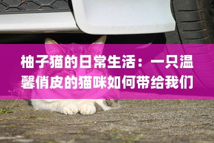 柚子猫的日常生活：一只温馨俏皮的猫咪如何带给我们无尽的幸福感 v0.6.9下载