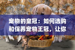 宠物的皇冠：如何选购和保养宠物王冠，让你的宠物成为真正的家庭皇室成员