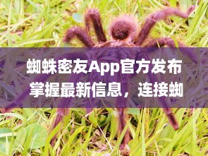 蜘蛛密友App官方发布 掌握最新信息，连接蜘蛛侠粉丝社区  ， 你的超级英雄资讯库