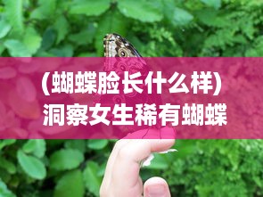 (蝴蝶脸长什么样) 洞察女生稀有蝴蝶髯特征：从生物结构到颜色分布的详细解析