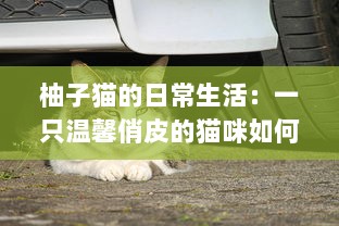 柚子猫的日常生活：一只温馨俏皮的猫咪如何带给我们无尽的幸福感