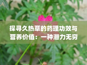 探寻久热草的药理功效与营养价值：一种潜力无穷的草本植物资源