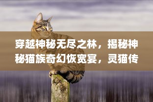 穿越神秘无尽之林，揭秘神秘猫族奇幻恢宽宴，灵猫传 的奇幻冒险与深度剖析