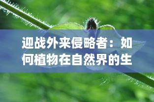 迎战外来侵略者：如何植物在自然界的生存竞争中展开独特的保卫战