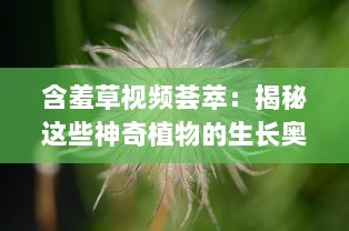 含羞草视频荟萃：揭秘这些神奇植物的生长奥秘 观察与记录，见证含羞草独特的自我保护机制