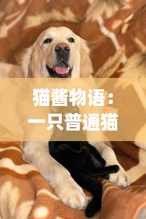 猫酱物语：一只普通猫的奇遇记，从废弃到被收养的温暖转变历程