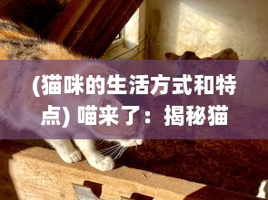 (猫咪的生活方式和特点) 喵来了：揭秘猫咪的生活习性和如何与人类建立深厚的友谊