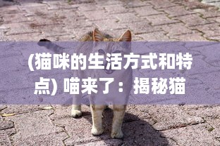 (猫咪的生活方式和特点) 喵来了：揭秘猫咪的生活习性和如何与人类建立深厚的友谊