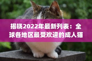 揭晓2022年最新列表：全球各地区最受欢迎的成人猫咪网名一览 v6.3.8下载