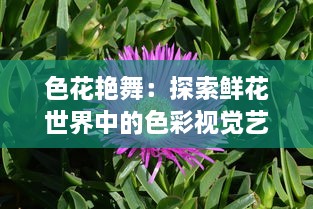 色花艳舞：探索鲜花世界中的色彩视觉艺术与自然生态之美的全新解读