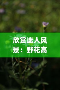 欣赏迷人风景：野花高清在线视频免费看，体验春天的美丽与生机