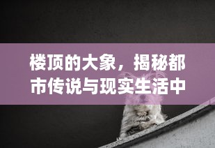 楼顶的大象，揭秘都市传说与现实生活中的不可思议现象