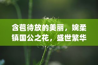 含苞待放的美丽，婉柔镇国公之花，盛世繁华的瑰丽象征